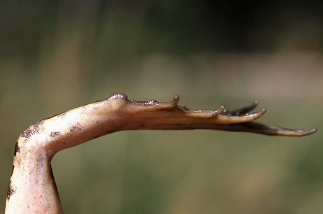 P. shqipericus (© Jan Van Der Voort)