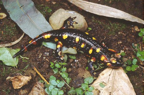 S. salamandra (© Paolo Mazzei)