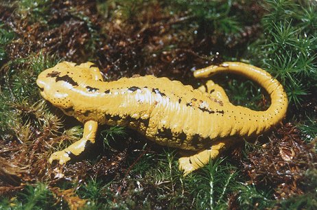 S. salamandra (© Chris Newman)