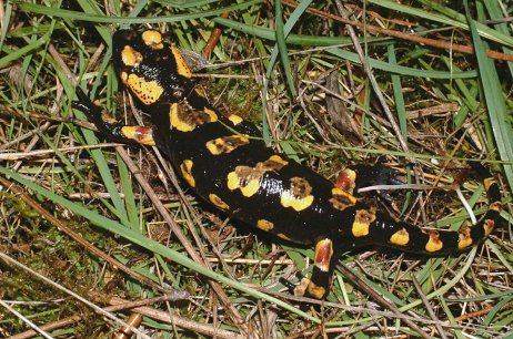 S. salamandra (© Paulo Henrique Lopes Rodrigues)