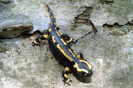 S. salamandra (© Bert Blok)